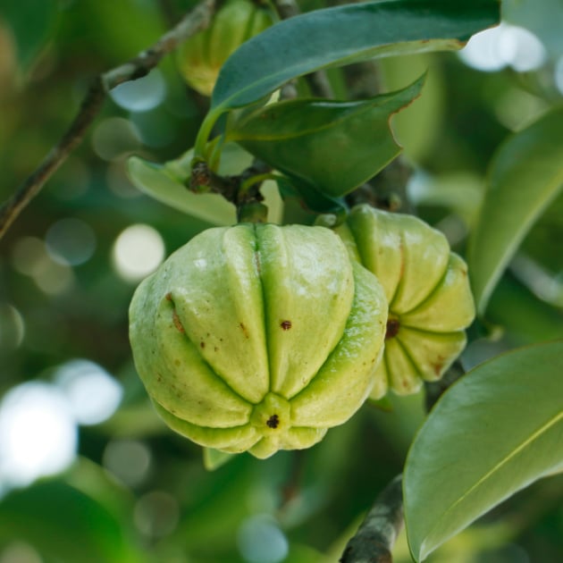 Garcinia Cambogia Frucht und Pflanze