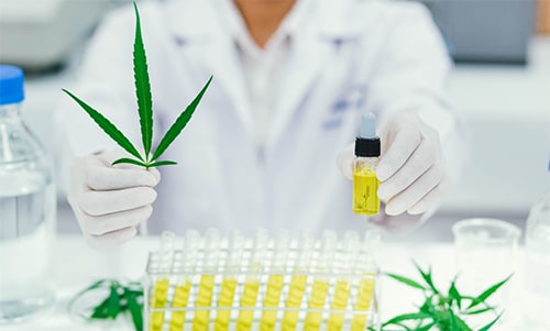 cbd öl studien